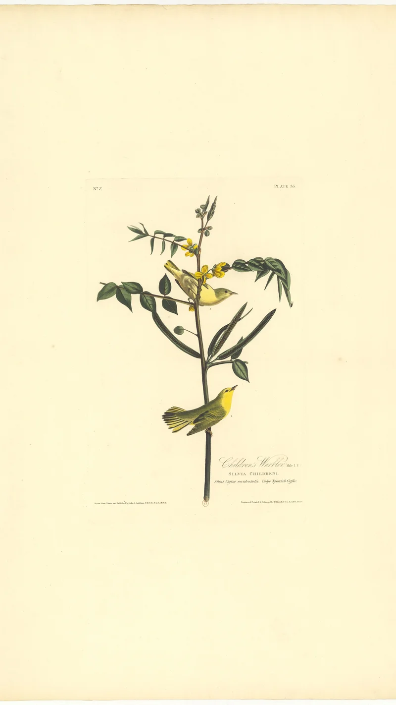 John James Audubon — Children's Warbler (Plate 35)