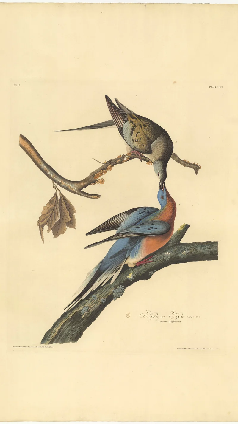 John James Audubon — Passenger Pigeon (Ectopistes Migratoria), Plate 62
