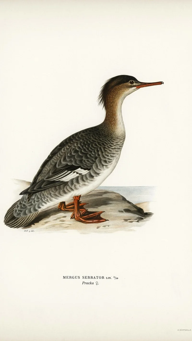 Wihelm Wright — Mergus Serrator (Red-breasted Merganser)