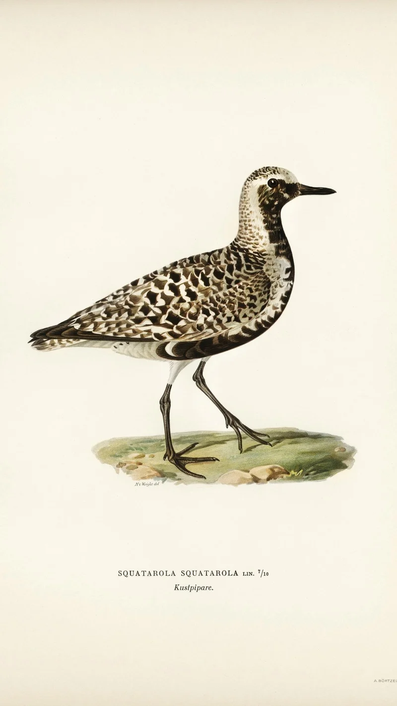 Wihelm Wright — Squatarola Squatarola (Black-bellied Plover)