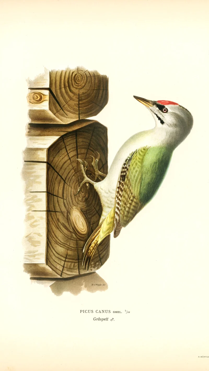 Wihelm Wright — Picus Canus (Grey-headed Woodpecker)