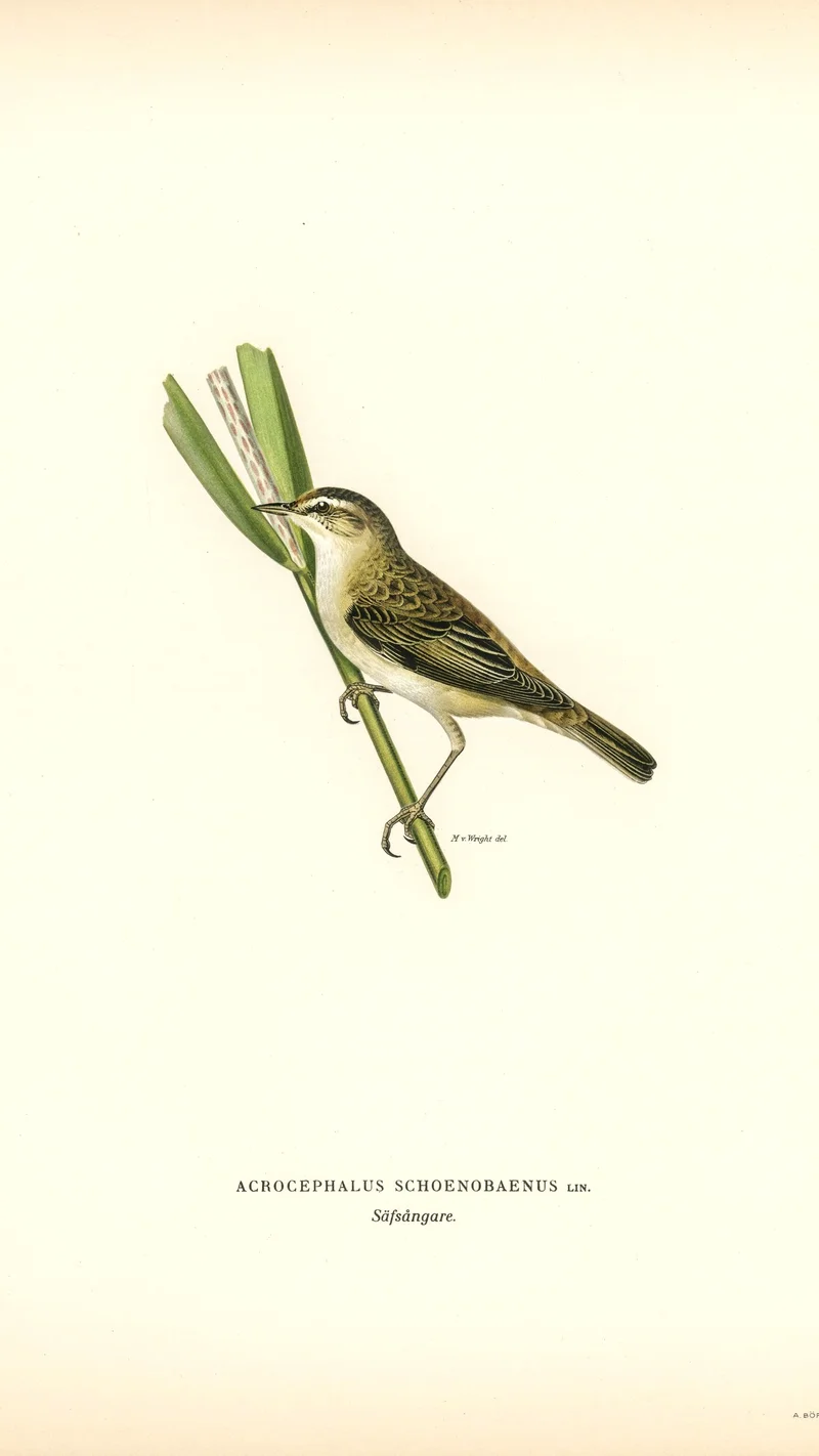 Wihelm Wright — Sedge Warbler (Acrocephalus schoenobaenus)