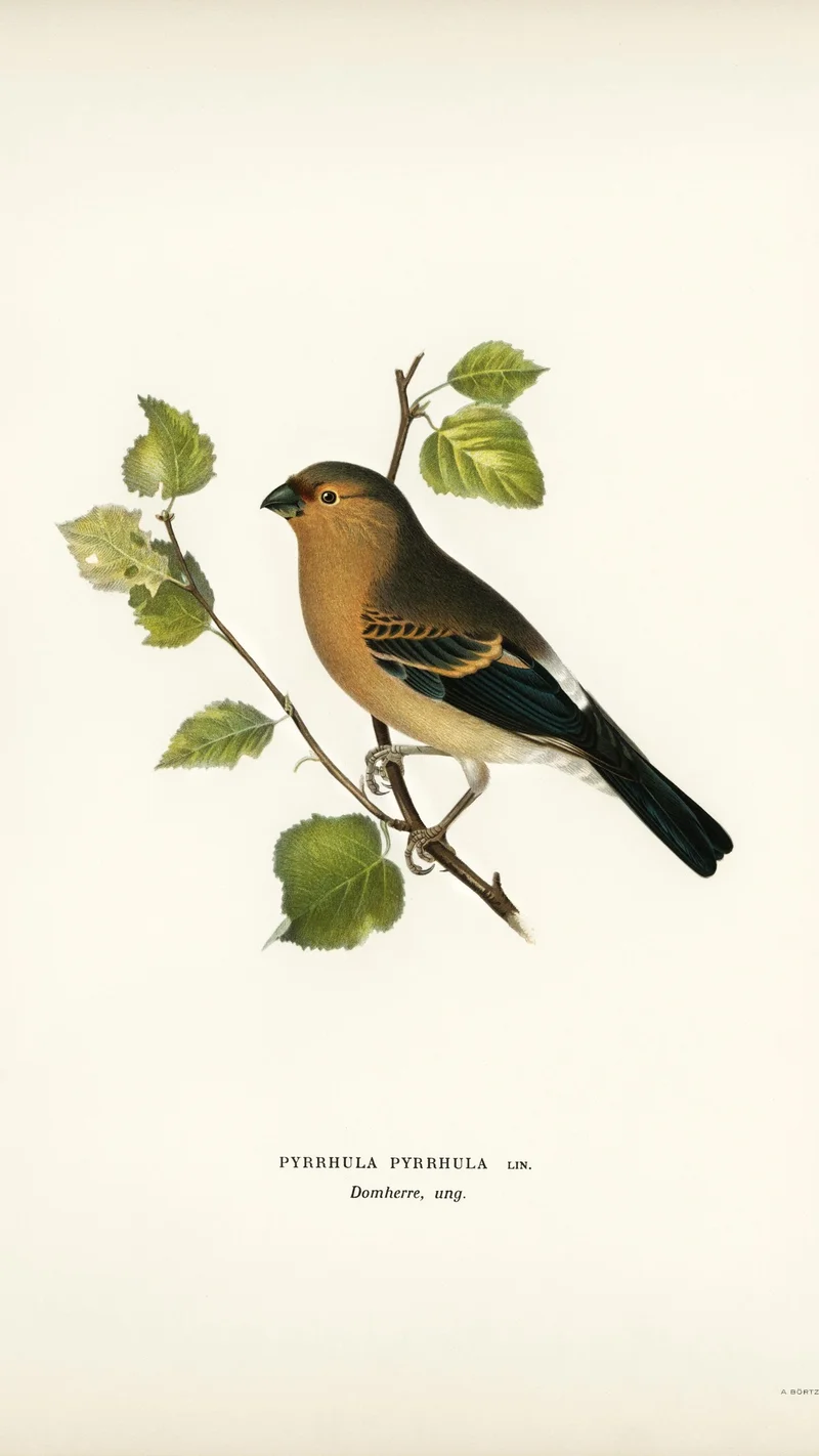 Wihelm Wright — Bullfinch (Pyrrhula pyrrhula)