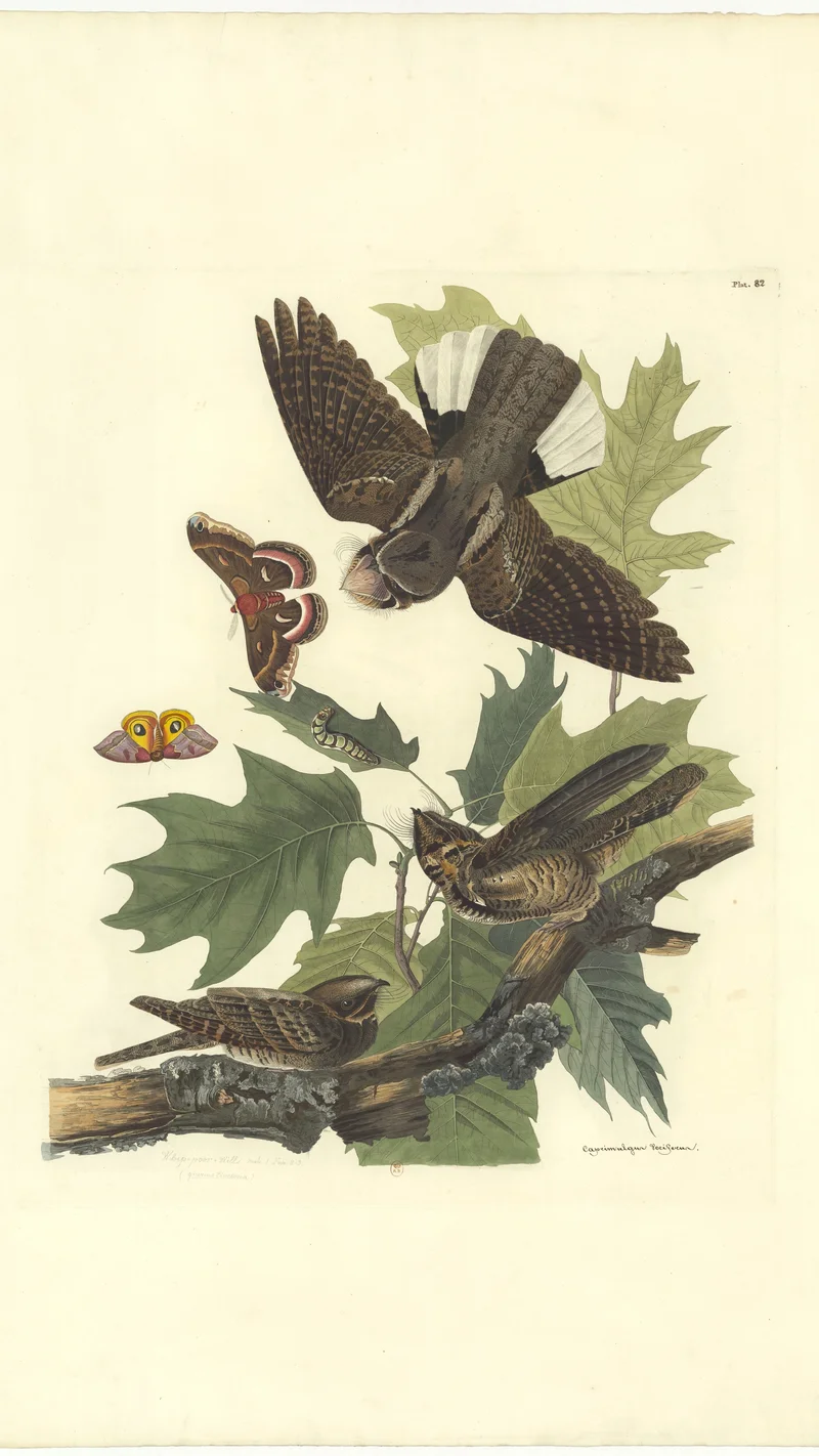 John James Audubon — Whip-poor-will (Caprimulgus vociferus)