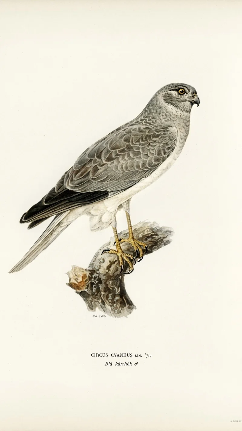 Wihelm Wright — Northern Harrier (Circus Cyaneus)