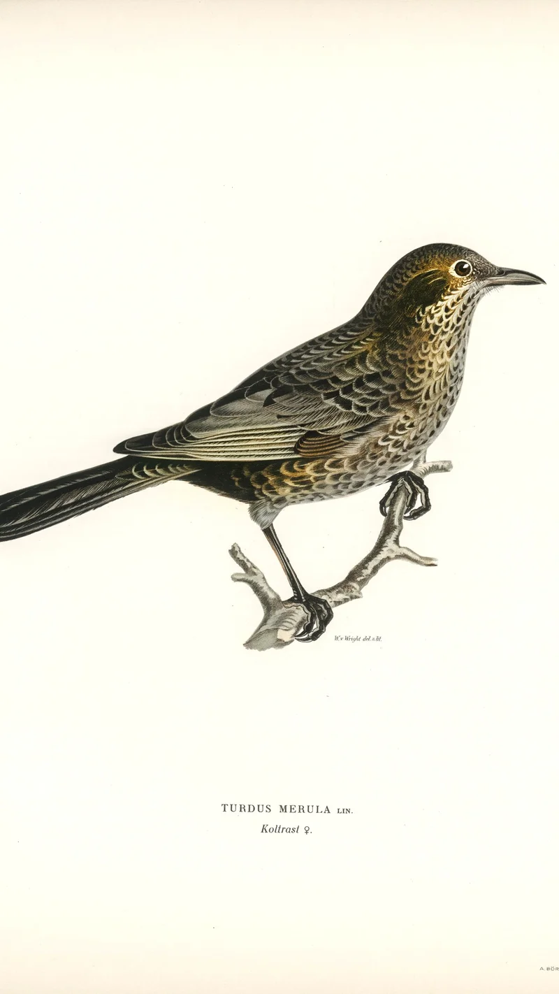Wihelm Wright — Illustration of a Female Blackbird (Turdus Merula)
