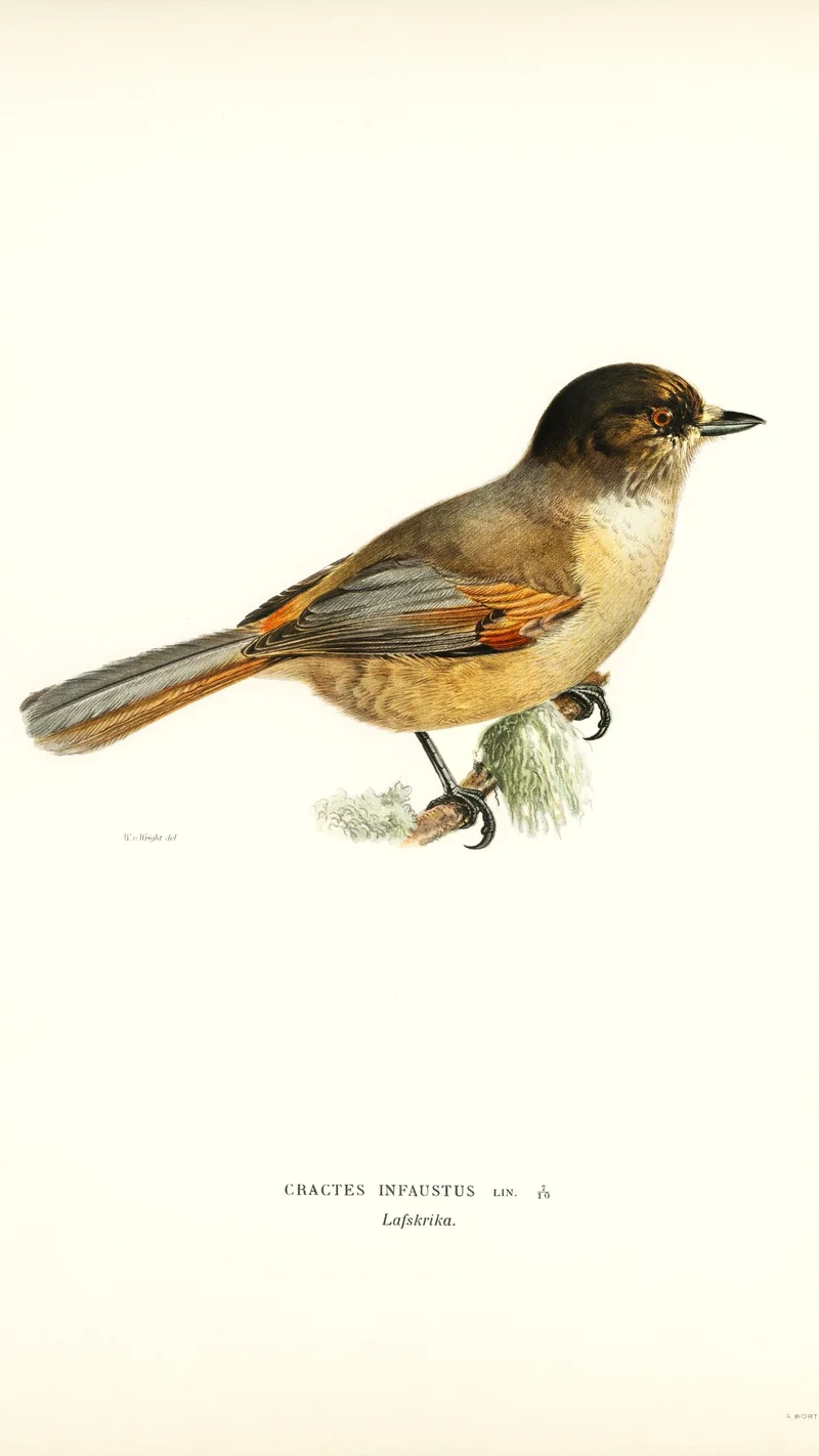 Wihelm Wright — Siberian Jay (Cractes infaustus)