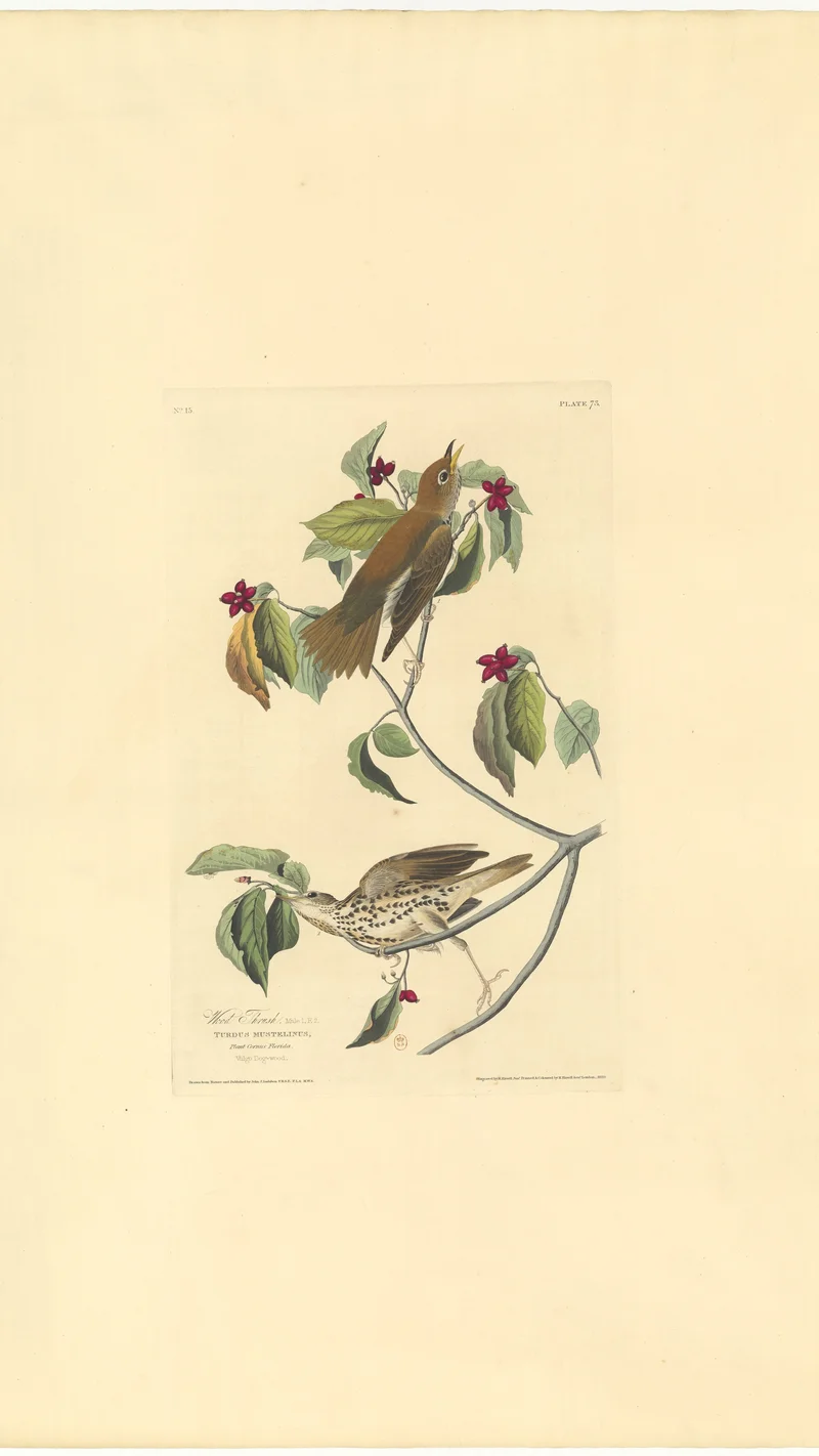 John James Audubon — Wood Thrush
