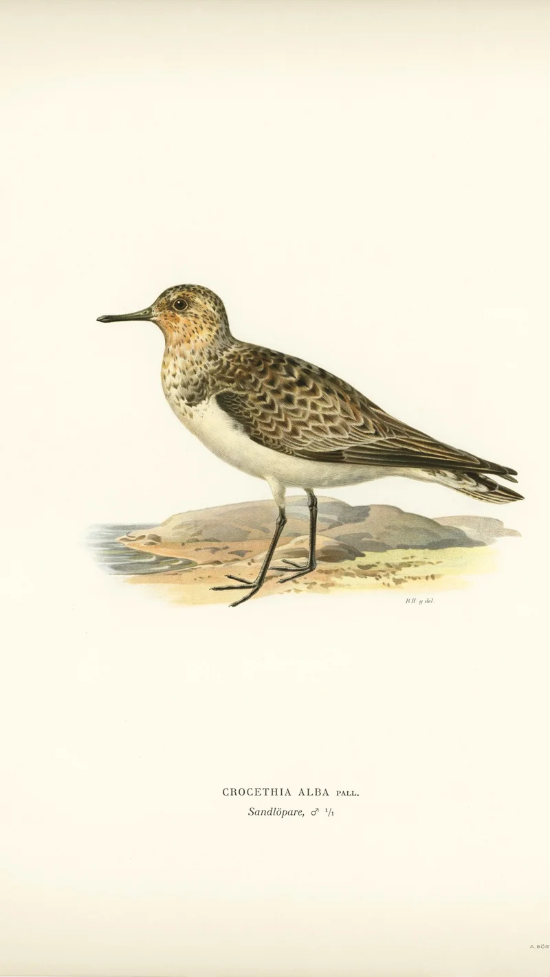 Wihelm Wright — Sanderling (Crocethia alba)
