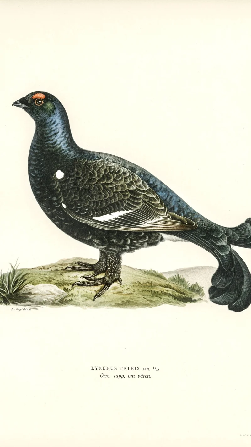 Wihelm Wright — Black Grouse (Lyrurus tetrix)