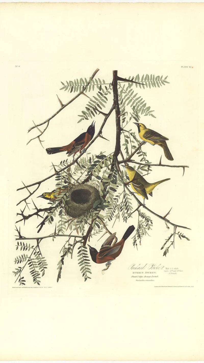 John James Audubon — Orchard Oriole (Icterus spurius)