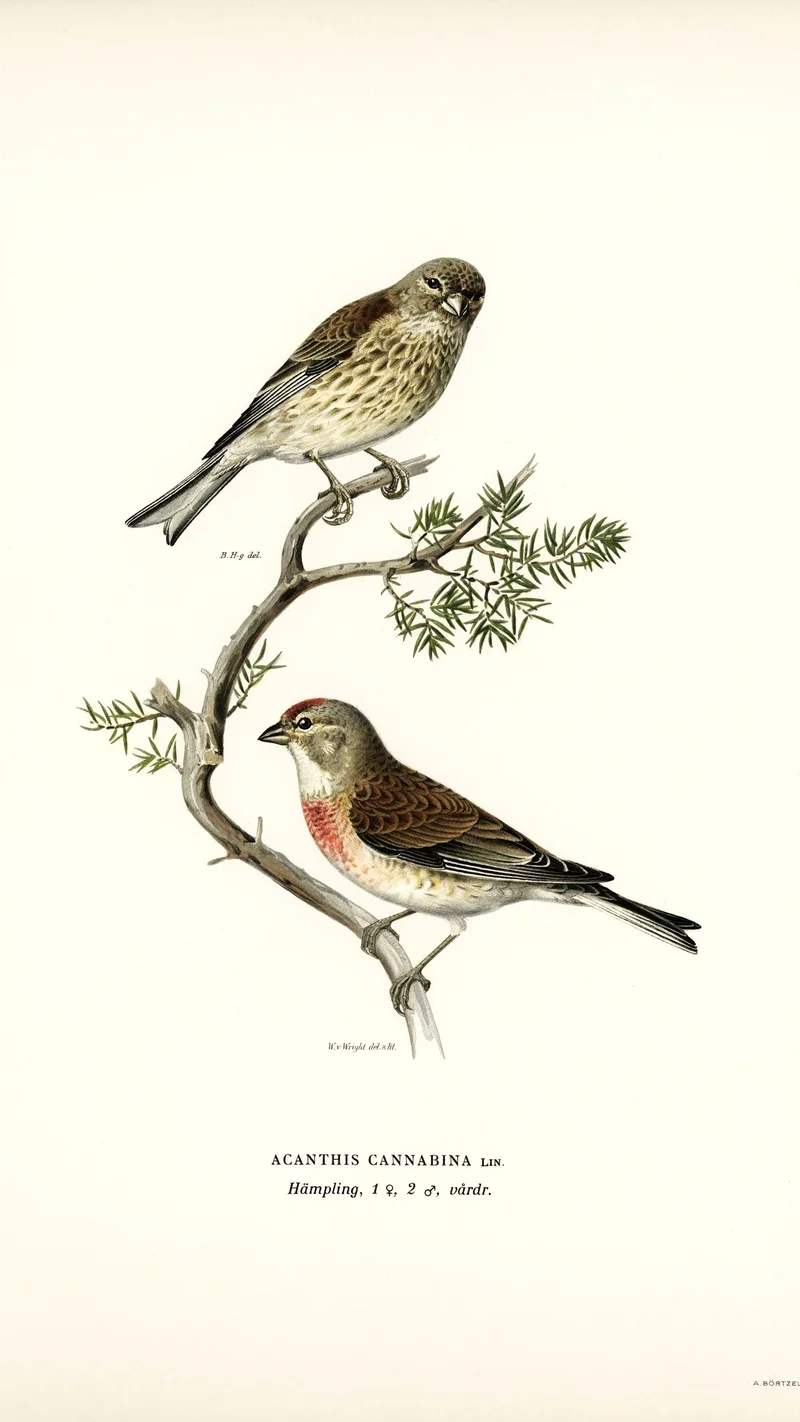 Wihelm Wright — Common Linnets (Acanthis Cannabina)