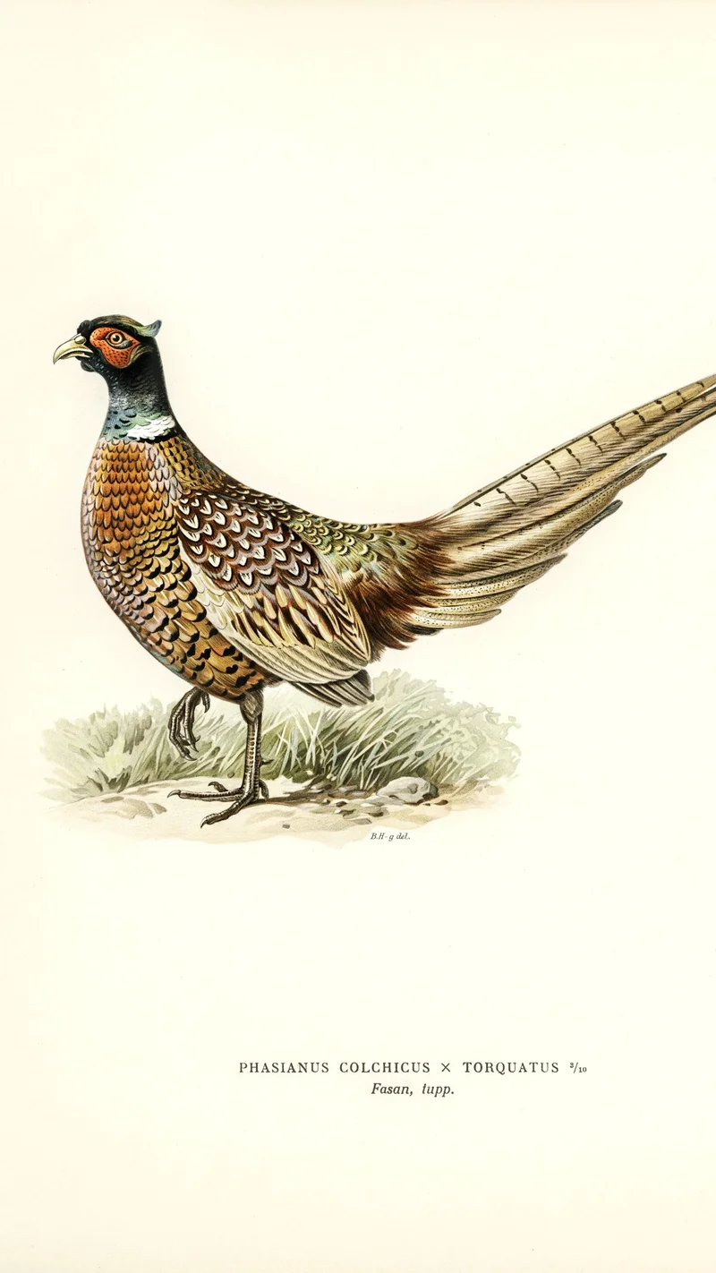 Wihelm Wright — Hybrid Pheasant (Phasianus colchicus x torquatus)