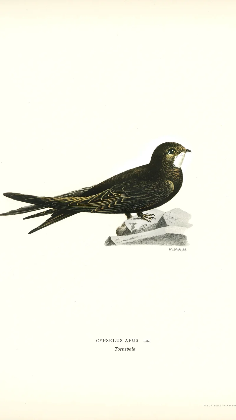 Wihelm Wright — Common Swift