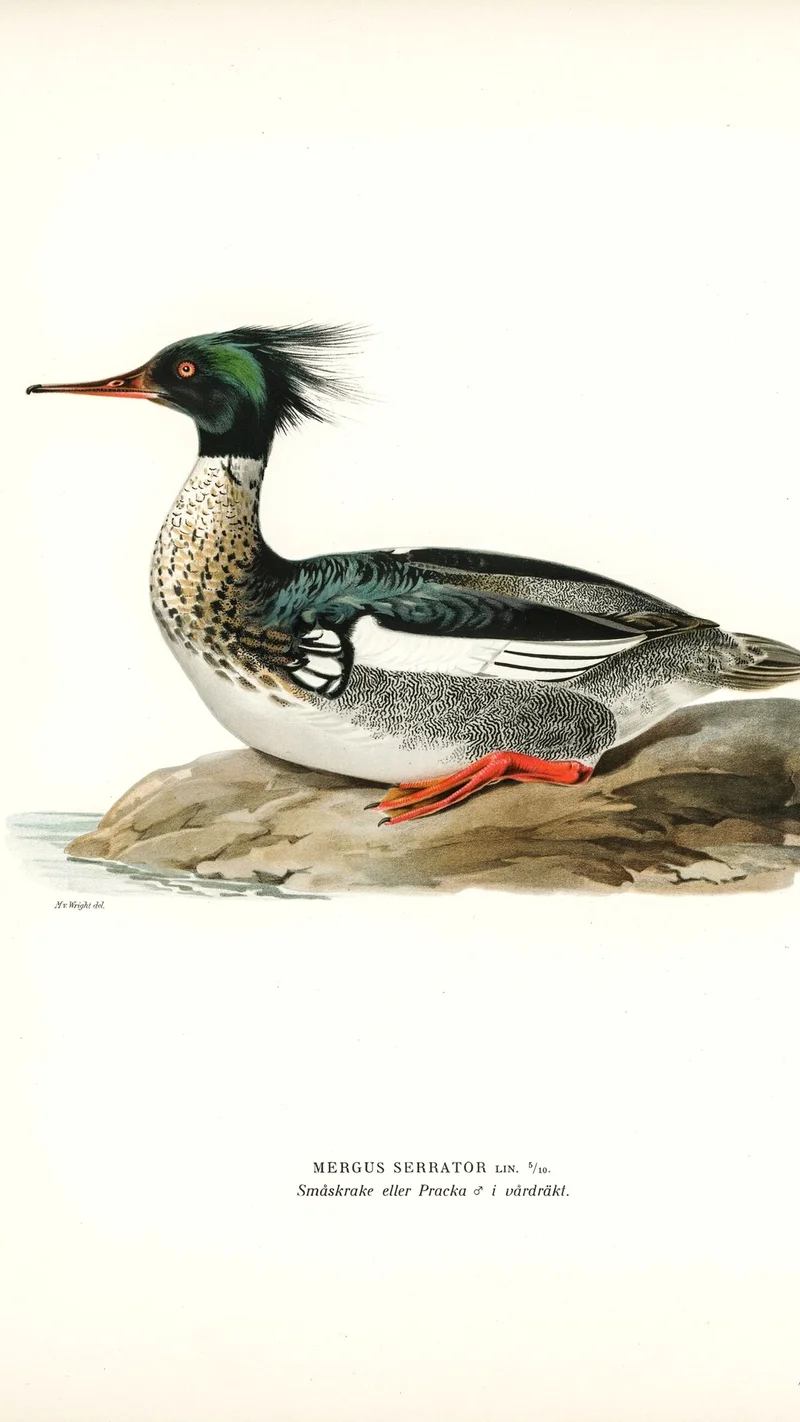 Wihelm Wright — Red-breasted Merganser (Mergus serrator), Male in Breeding Plumage