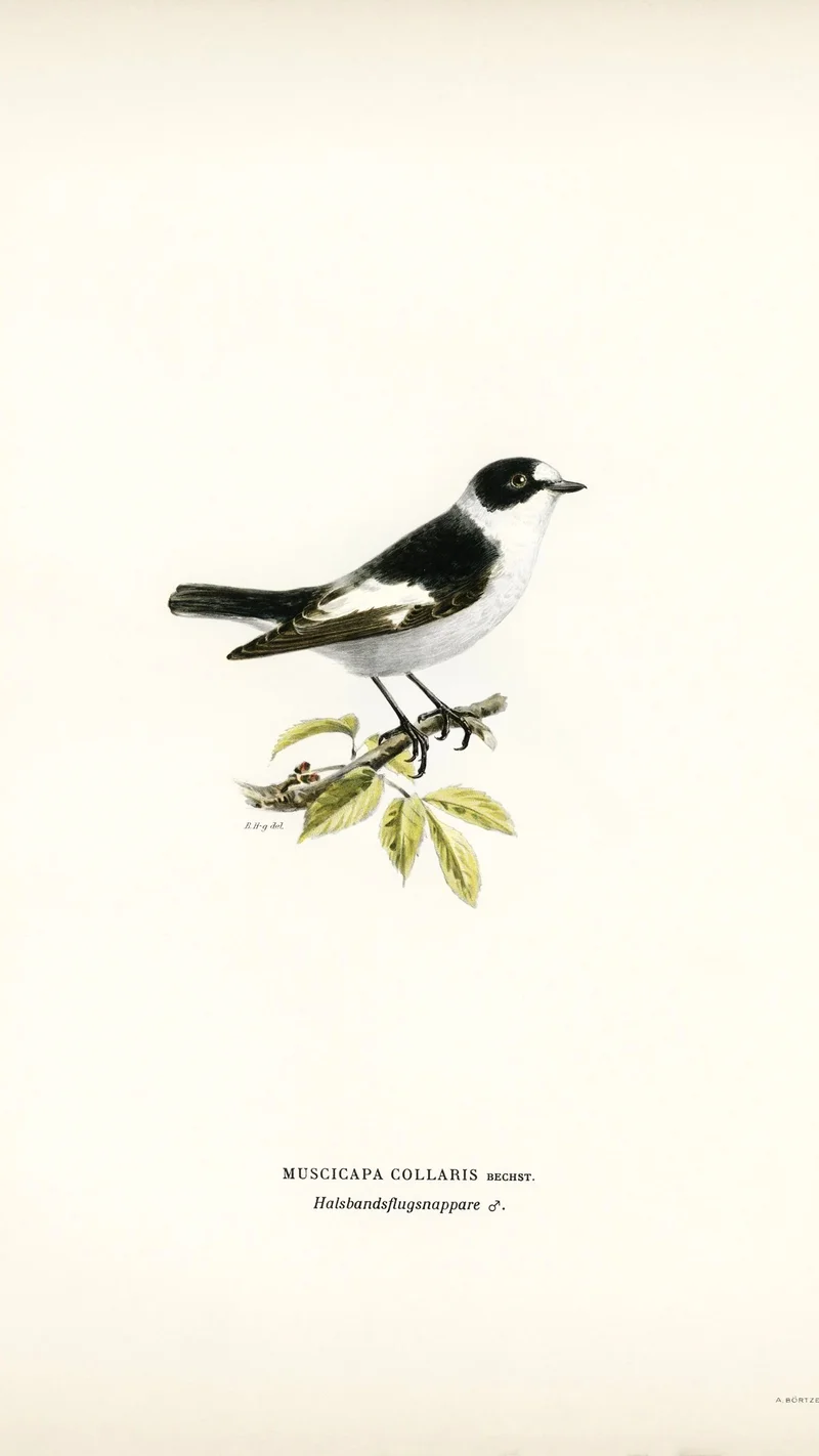 Wihelm Wright — Pied Flycatcher (Muscicapa collaris)