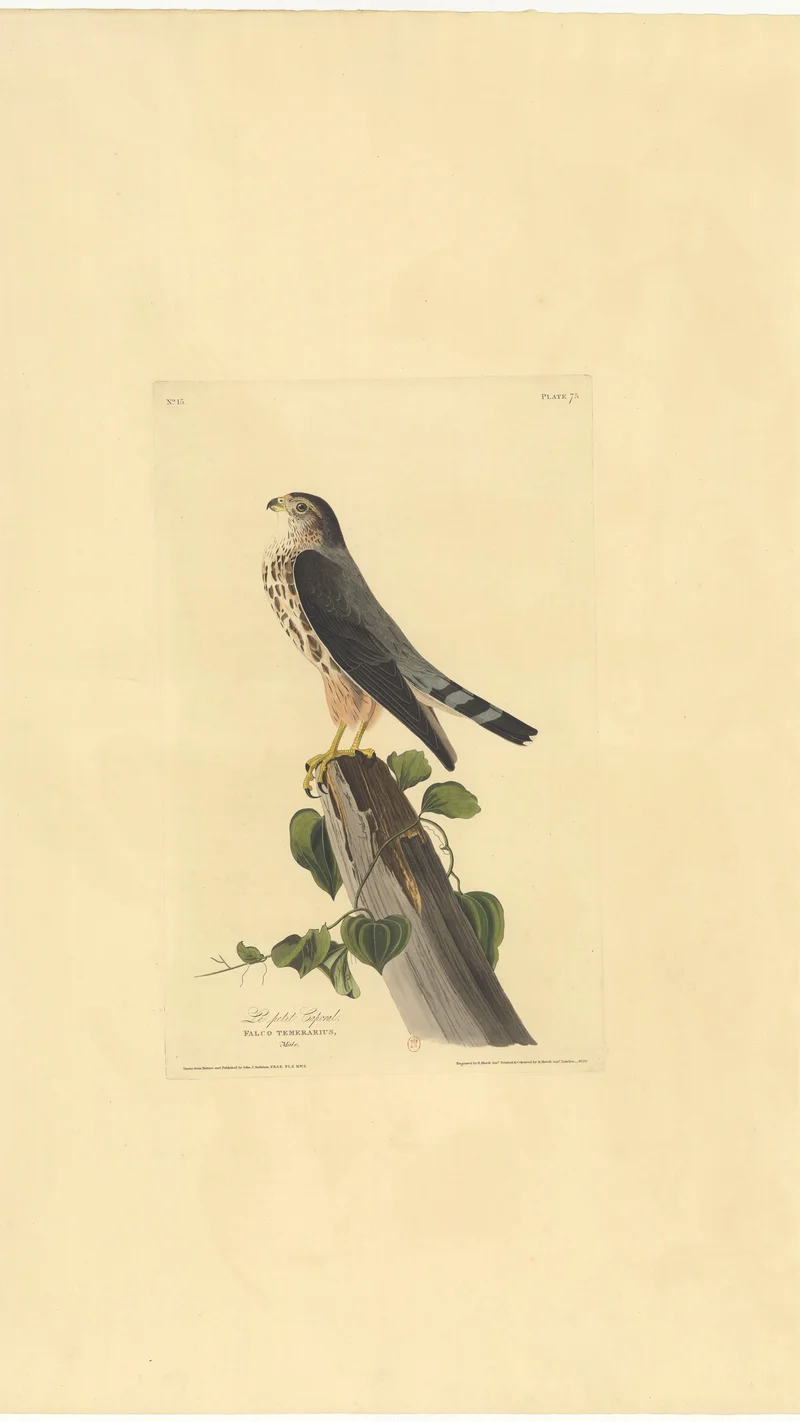 John James Audubon — The Little Sparrowhawk (Falco Temerarius)