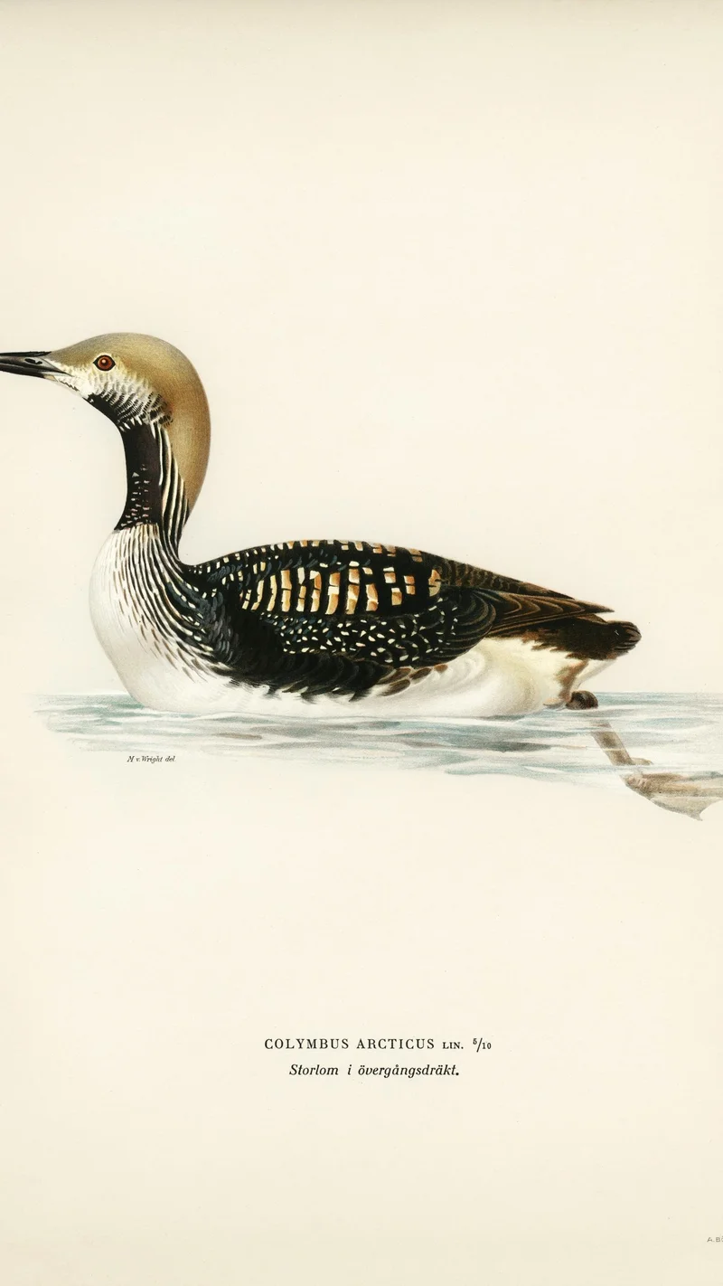 Wihelm Wright — Black-throated Diver (Colymbus Arcticus)