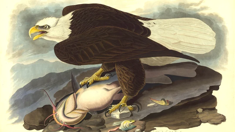 John James Audubon — The Bald Eagle (Haliaeetus leucocephalus), Plate 31