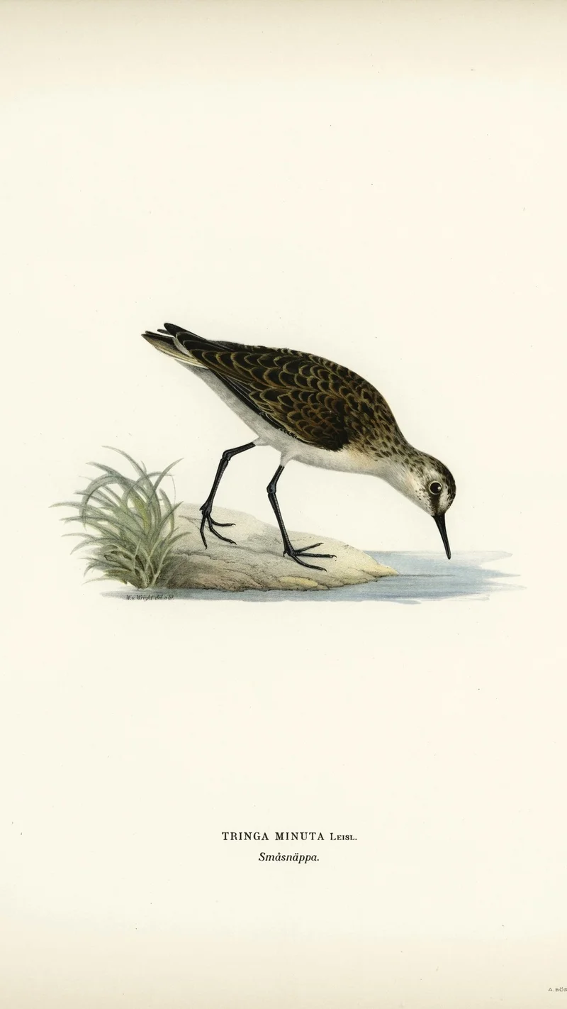 Wihelm Wright — Little Stint (Tringa minuta)