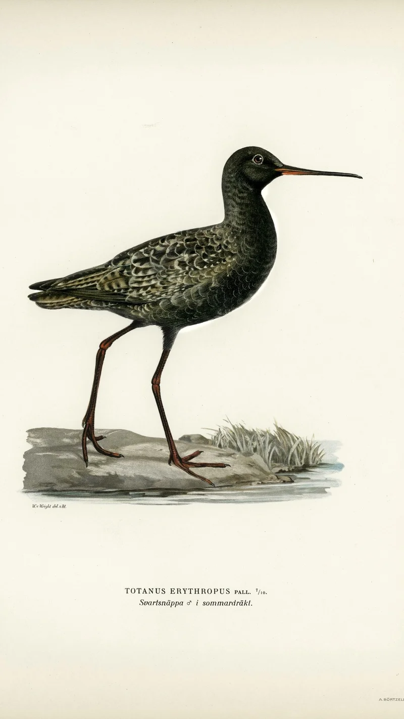 Wihelm Wright — Spotted Redshank (Totanus erythropus) in Summer Plumage