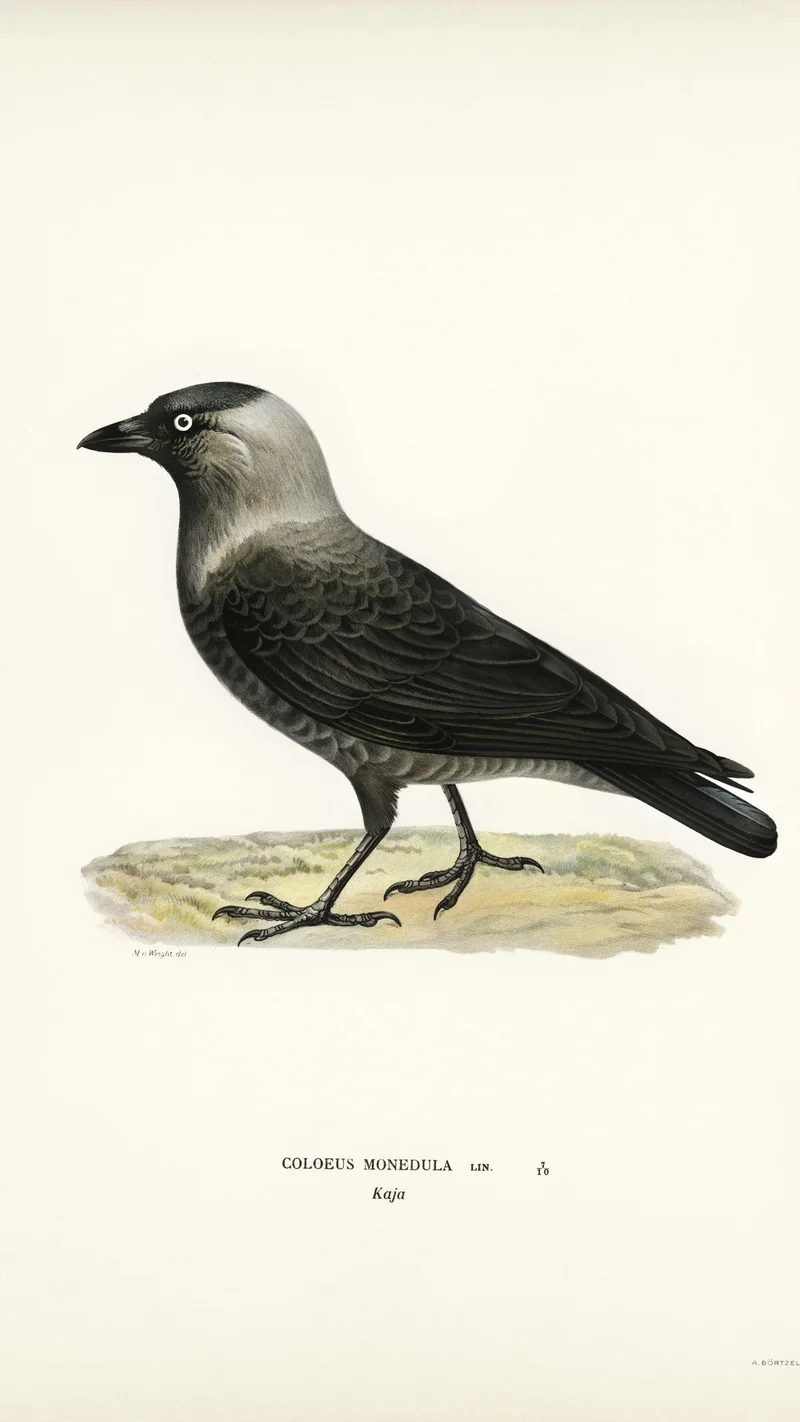 Wihelm Wright — Eurasian Jackdaw (Coloeus monedula)