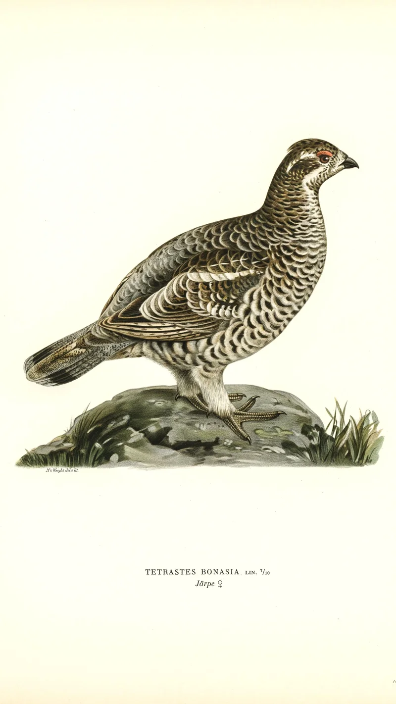 Wihelm Wright — Tetrastes Bonasia (Hazel Grouse)