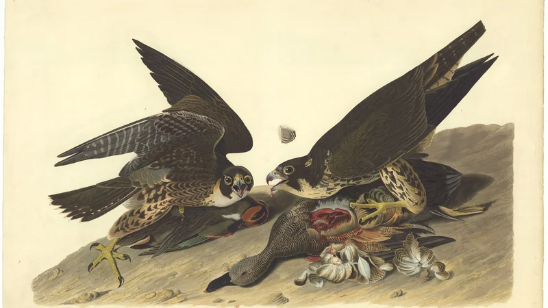 John James Audubon — American Peregrine Falcon