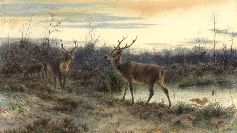 Cervos na floresta de Fontainebleau