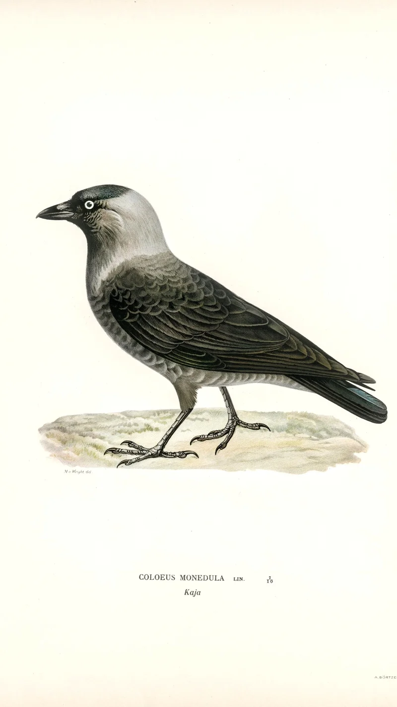 Wihelm Wright — Jackdaw (Coloeus monedula)