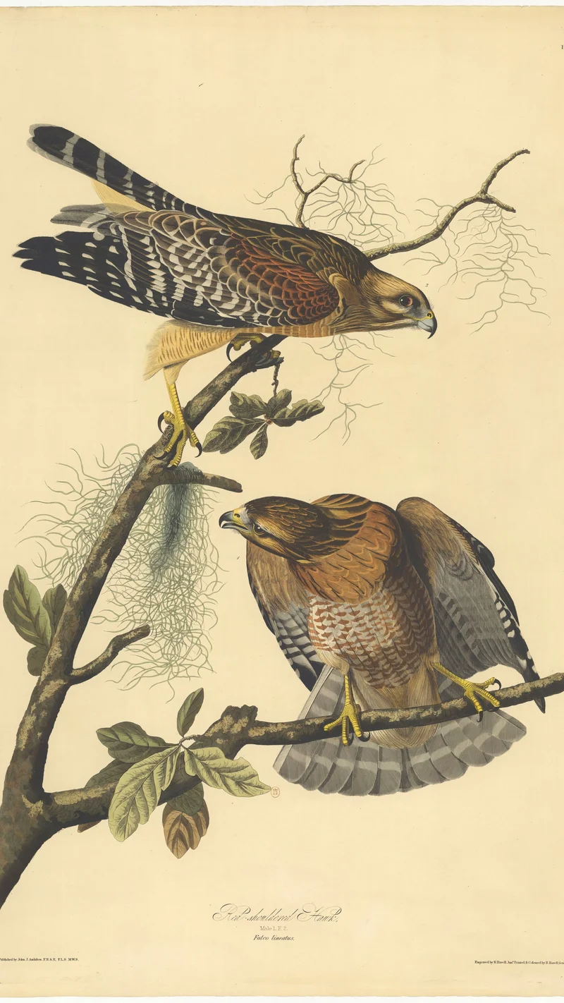 John James Audubon — Red-shouldered Hawk (Falco lineatus)