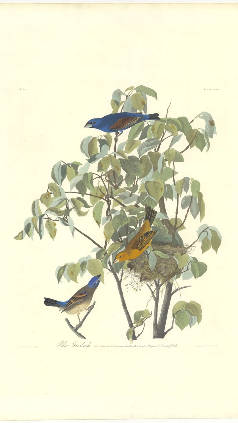 John James Audubon — Blue Grosbeak (Plate CXXII)