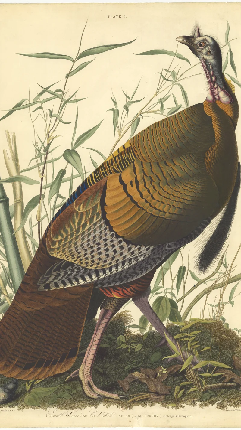 John James Audubon — Wild Turkey (Meleagris Gallopavo), Plate I