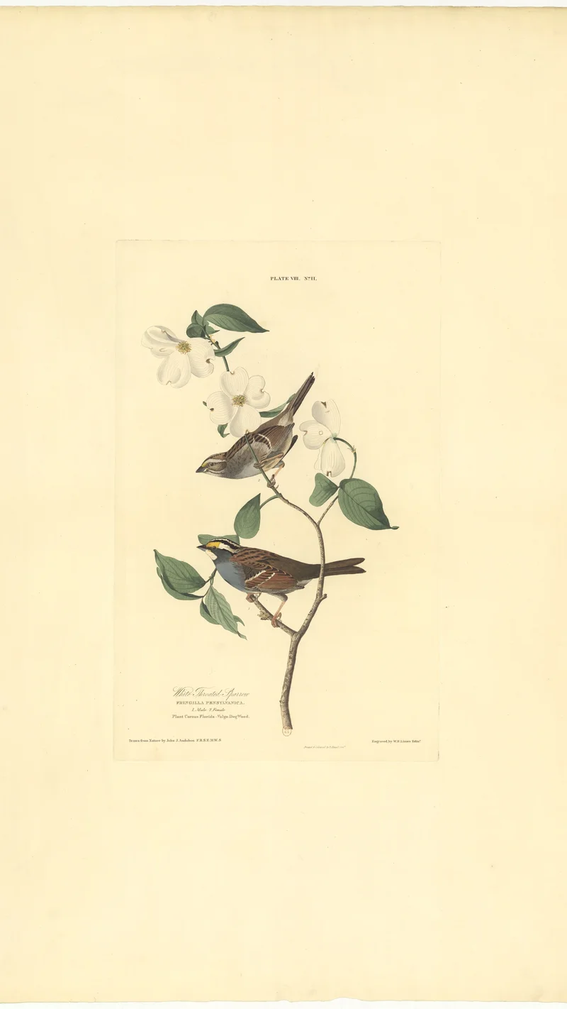 John James Audubon — White-Throated Sparrow