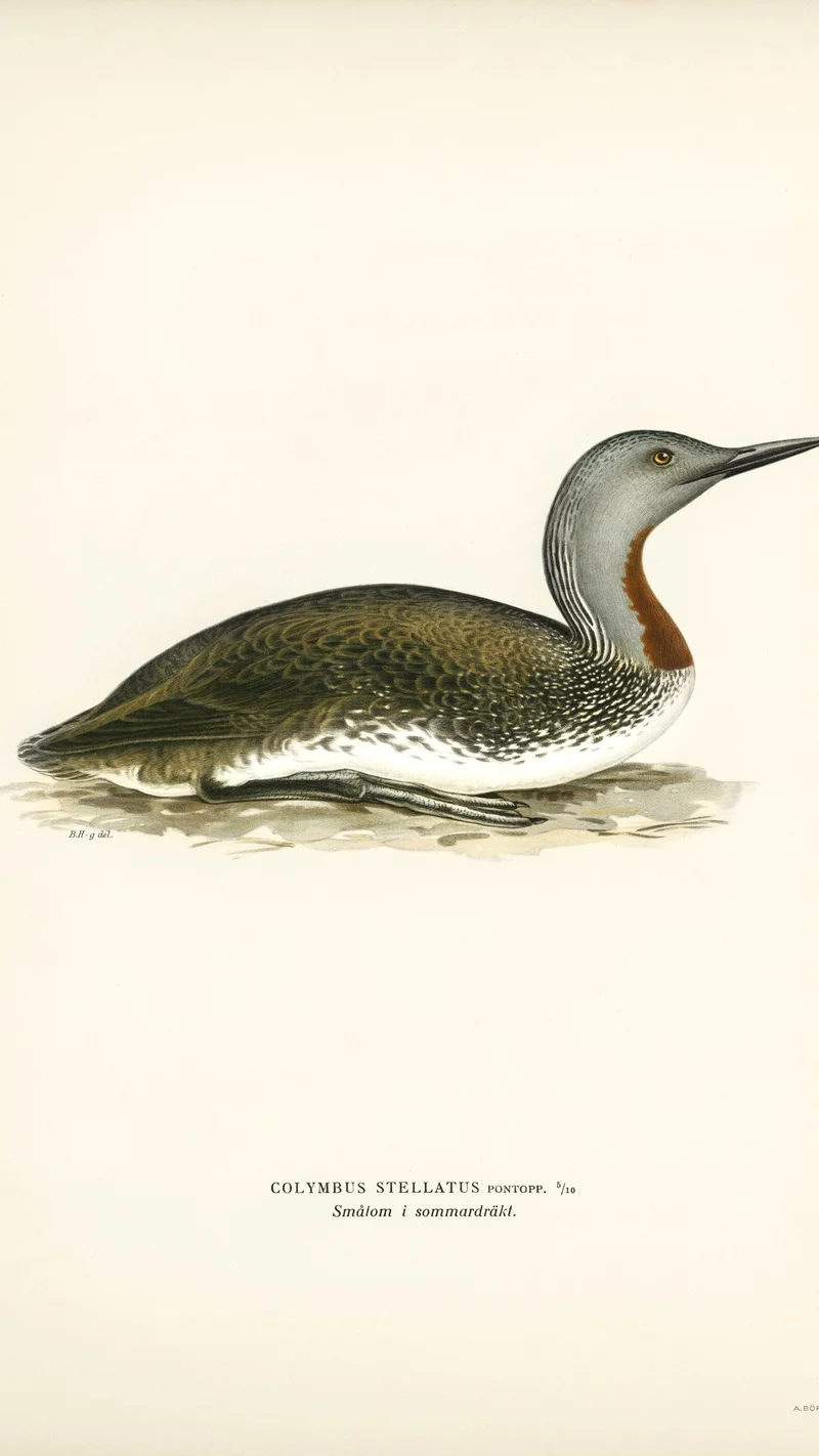 Wihelm Wright — Red-throated Diver (Gavia stellata) in Summer Plumage