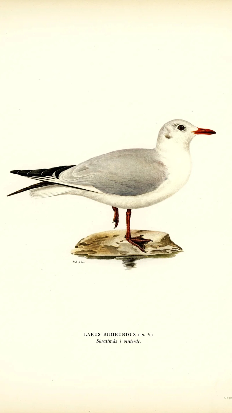 Wihelm Wright — 붉은부리갈매기 (Larus ridibundus) 겨울깃
