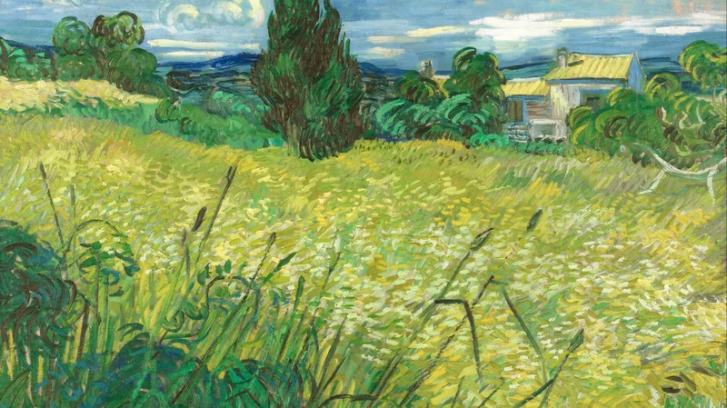 Champ de blé aux cyprès