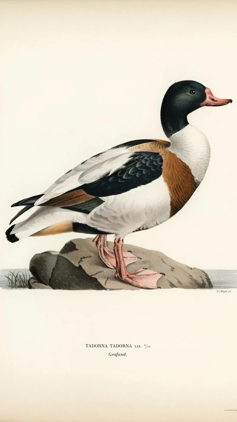 Wihelm Wright — Common Shelduck (Tadorna tadorna)