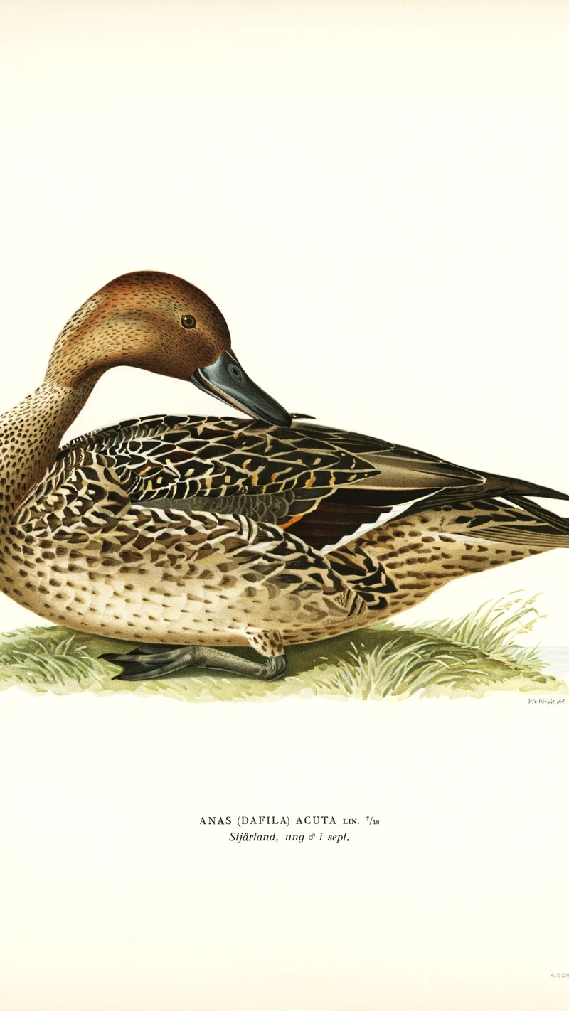 Wihelm Wright — Illustration of a Northern Pintail Duck (Anas acuta)