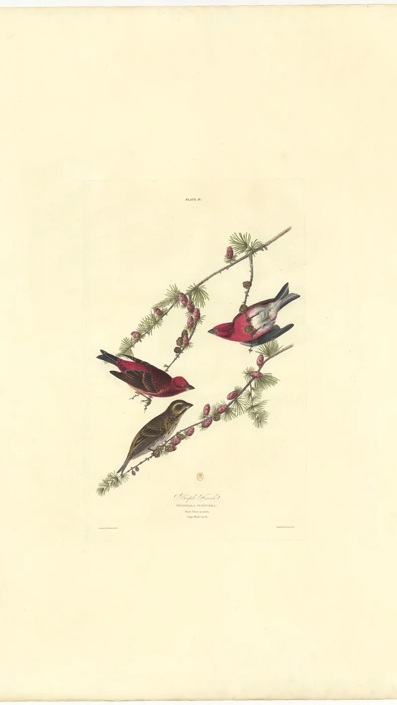 John James Audubon — Purple Finch (Plate IV)