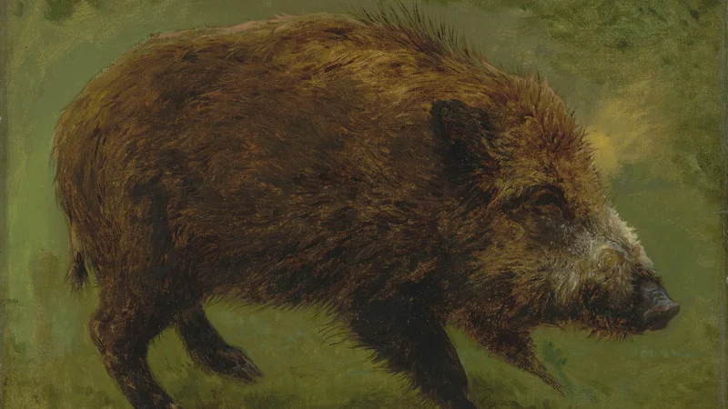 Rosa Bonheur — Wild boar