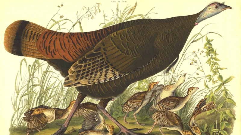 Wild Turkey (Female and Young)