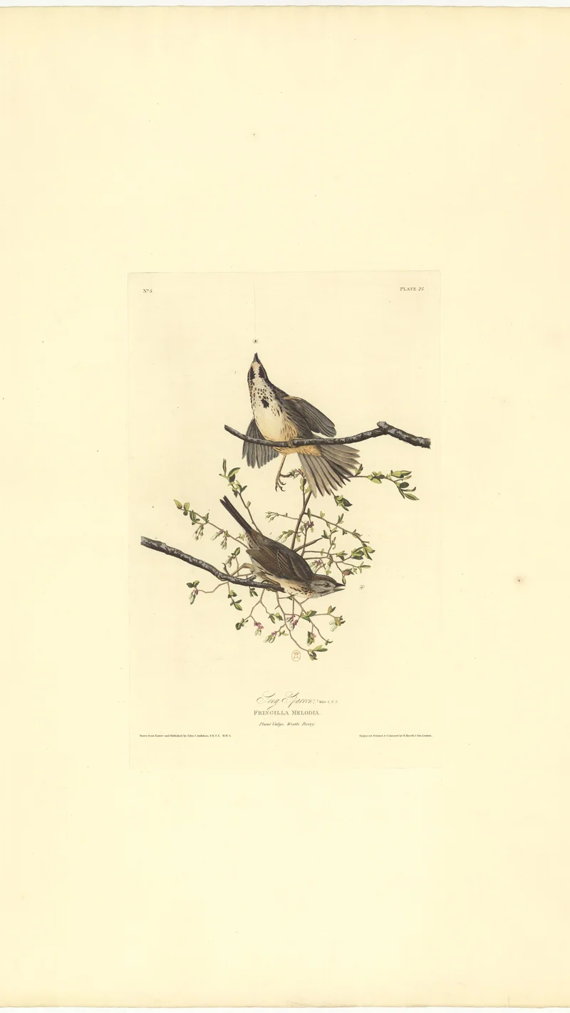 John James Audubon — Song Sparrow (Fringilla Melodia), Plate 25
