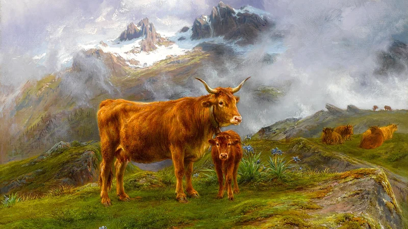 Highland cattle