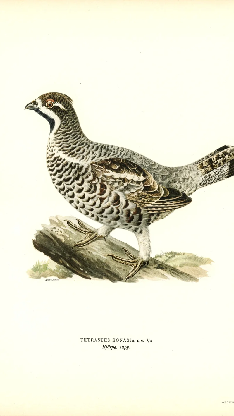 Wihelm Wright — Hazel Grouse (Tetrastes Bonasia)
