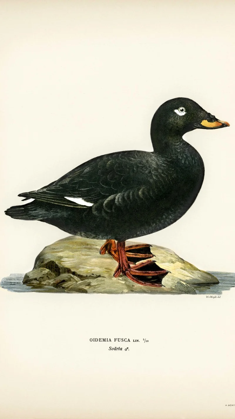 Wihelm Wright — Samtente (Oidemia fusca), Männchen