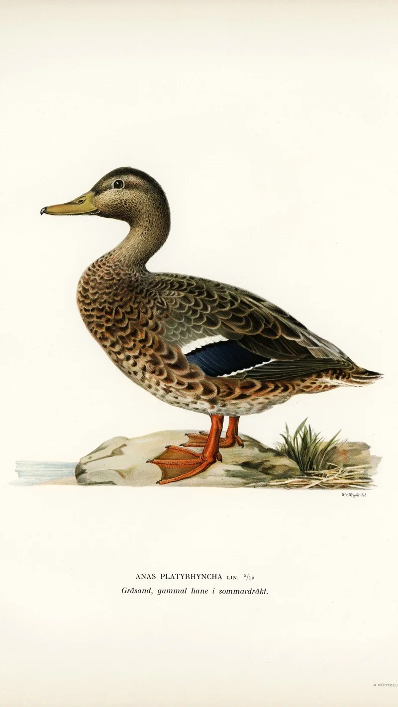 Wihelm Wright — Mallard (Anas platyrhyncha), old male in summer plumage