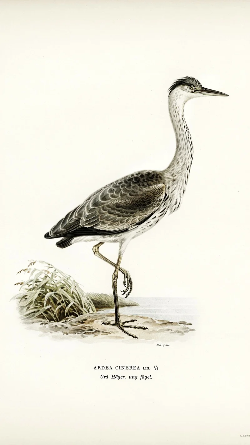 Wihelm Wright — Grey Heron (Young Bird)