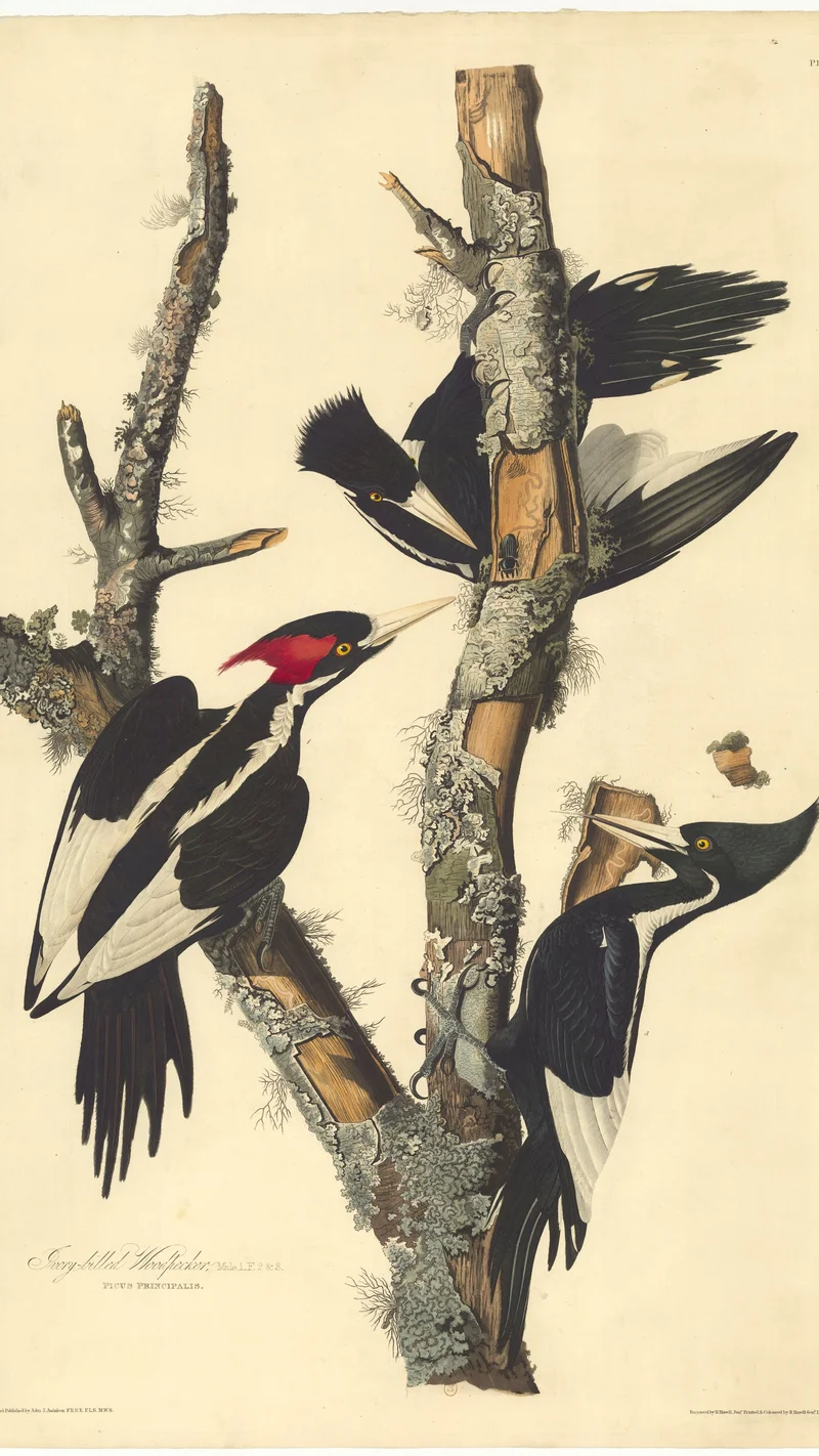 John James Audubon — Ivory-billed Woodpecker