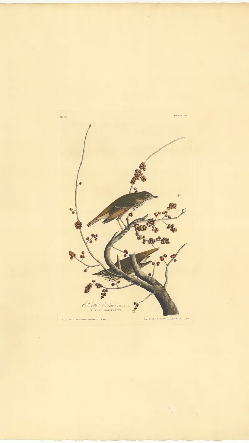 John James Audubon — Hermit Thrush (Turdus Solitarius)